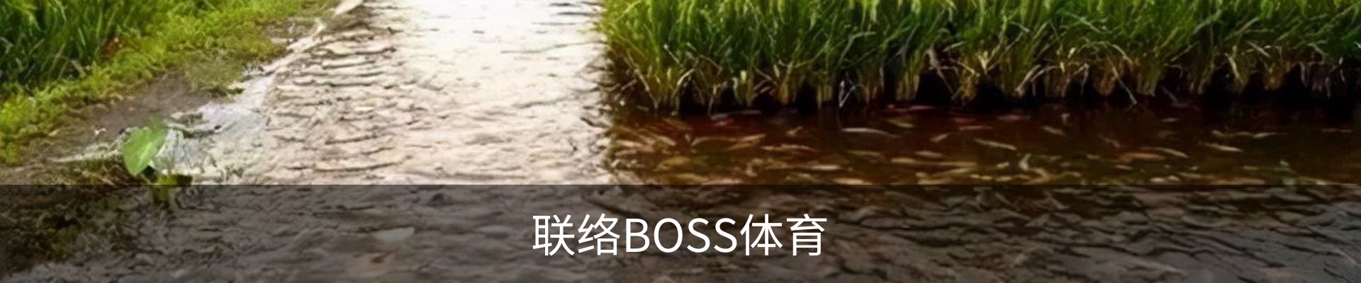 联络BOSS体育